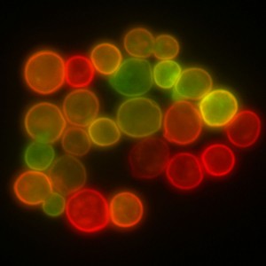S. cerevisiae plasma membrane marked with fluorescence membrane proteins (Photo: Masur, Wikimedia Commons)
